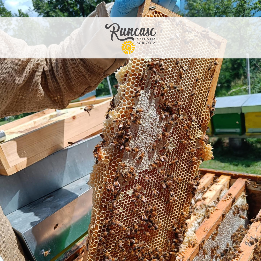 Scopri il mondo dell'apicoltura con l'Azienda Agricola Runcasc