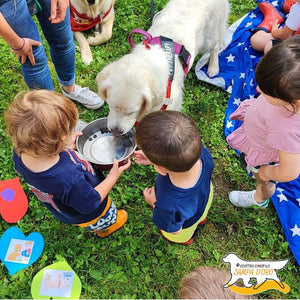 Un pomeriggio con i Golden Retriever per 1 persona