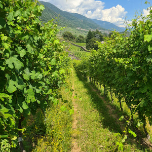 Wine Trekking in vigna con visita in cantina e degustazione per 1 persona