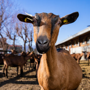 Una giornata in fattoria per 1 persona