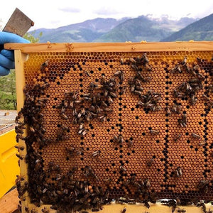 Visita di apiario, laboratorio smielatura e degustazione miele per 1 persona