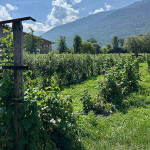 Una giornata in fattoria per 1 persona