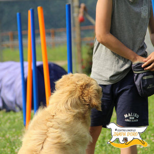 Pet therapy + Agility dog con i Golden Retriever per 1 persona