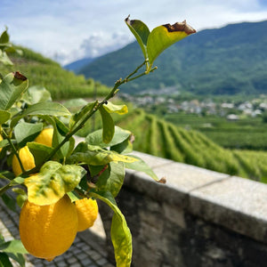 Pic nic In Vigna Per 2 Persone