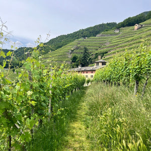 Pic nic In Vigna Per 2 Persone