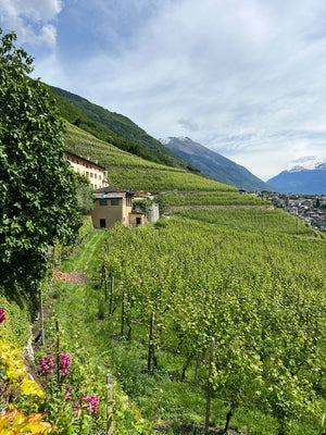 Pic nic In Vigna Per 2 Persone