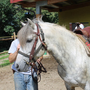 Primo approccio all'equitazione