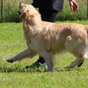 Cani e bambini: divertimento a sei zampe